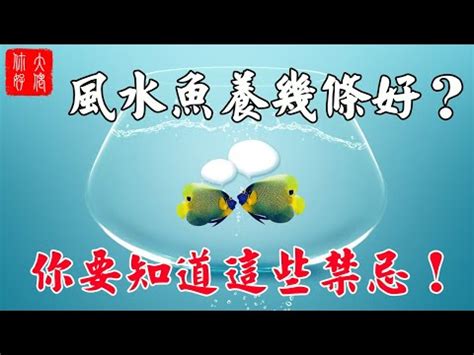 風水魚缸數量|養魚數量風水以及魚缸擺放技巧分別有哪些？趕緊照着。